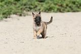 MALINOIS 401